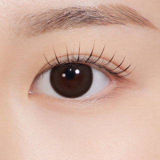 See Through Kristin Plus (13.5mm) 1Day Choco - eotd